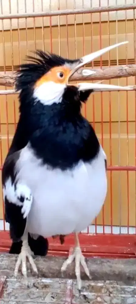 BURUNG SUREN JINAK GACOR DOOR CETREKAN ISIAN PULL MANTEP