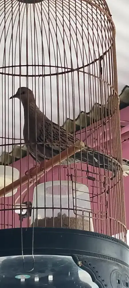 Jual burung derkuku leopard betina siap ternak kuk 1