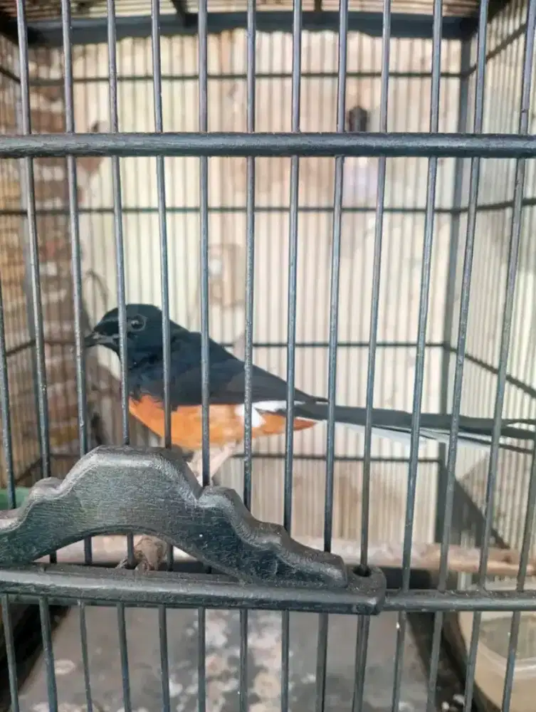 Murai medan minus mata katarak sebelah