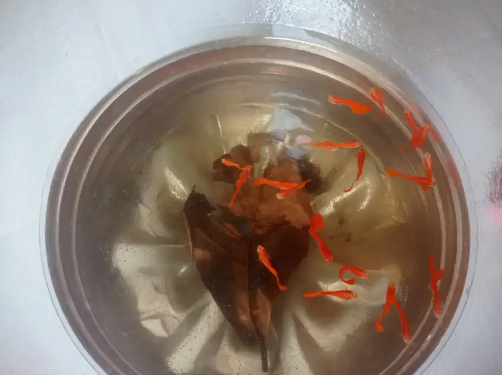 Ikan guppy albino full red (afr)
