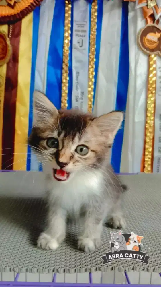 kitten persimed jantan