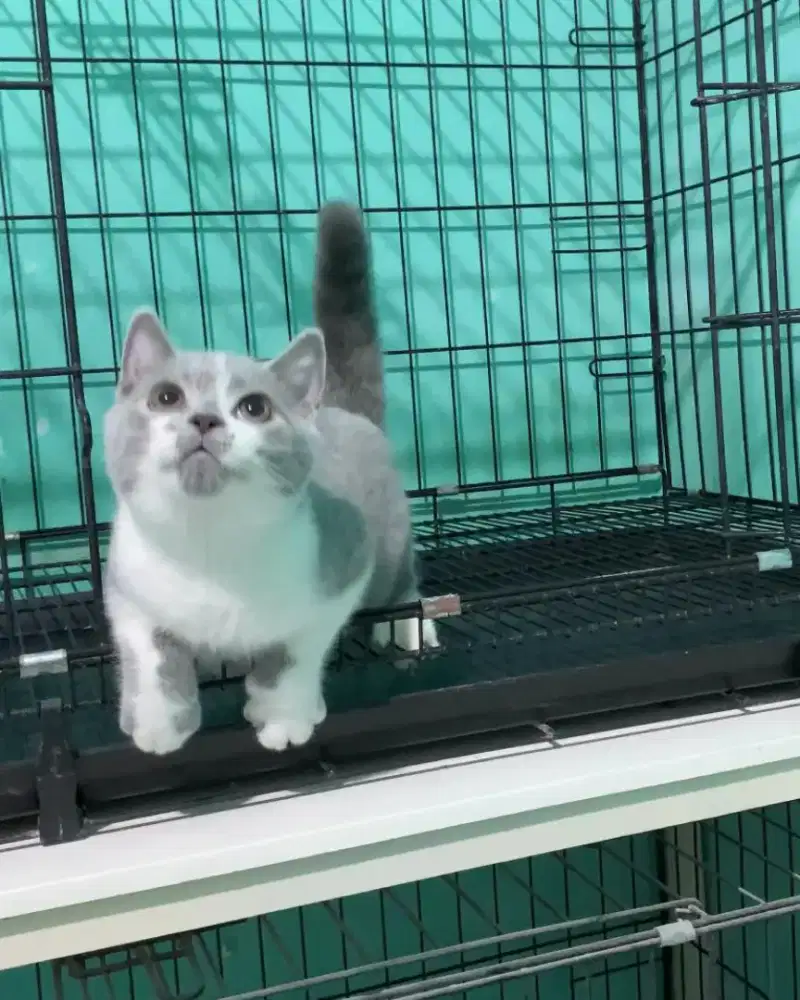 BSH BRITISH SHORTHAIR BICOLOR GOOD QUALITY
