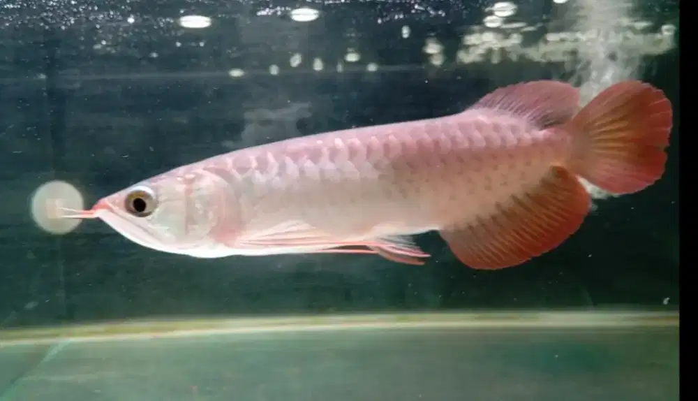 Arwana super red 25cm