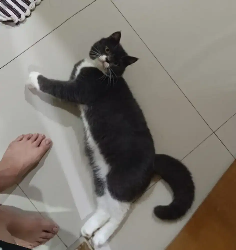 BSH Bicolor Blue Deep Jantan