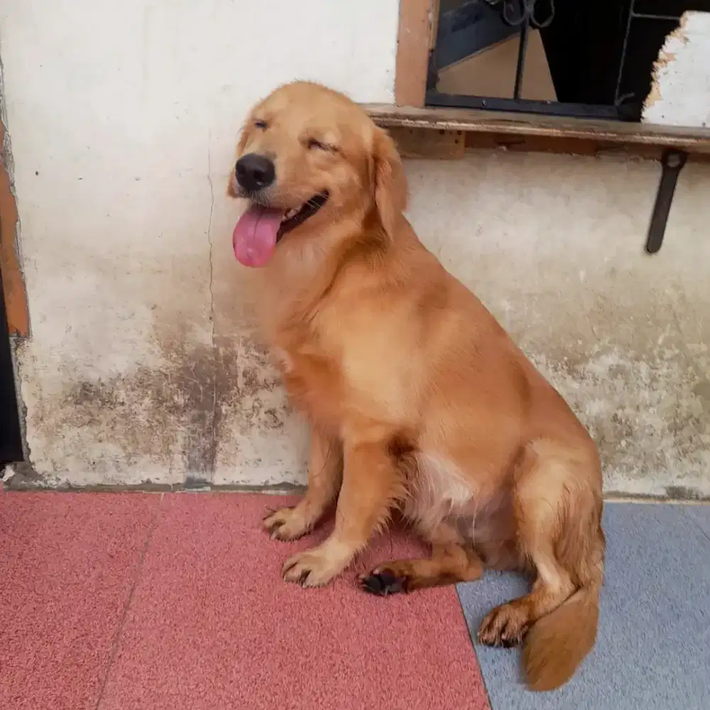 Golden Retriver