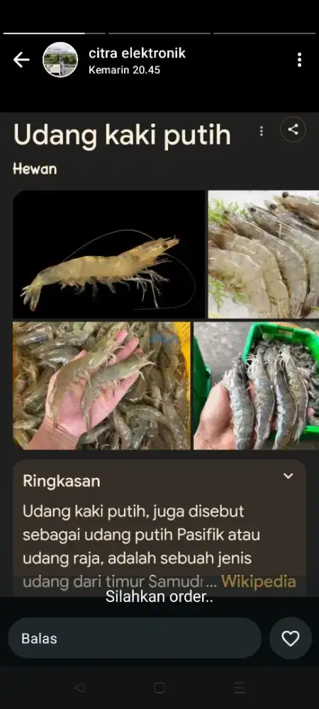 Udang vaname fress
