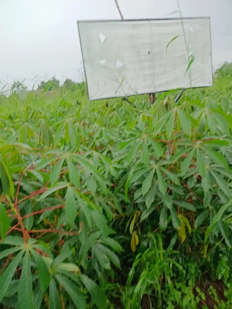 DI JUAL TANAH LOKASI DI DAERAH PERUMAHAN PURI BUKIT DEPOK