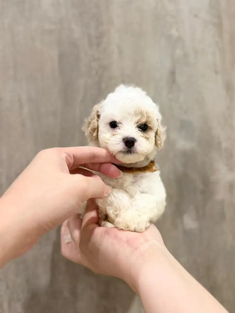 Anak Anjing Poodle Bichon Poochon puppy puppies jual anjing
