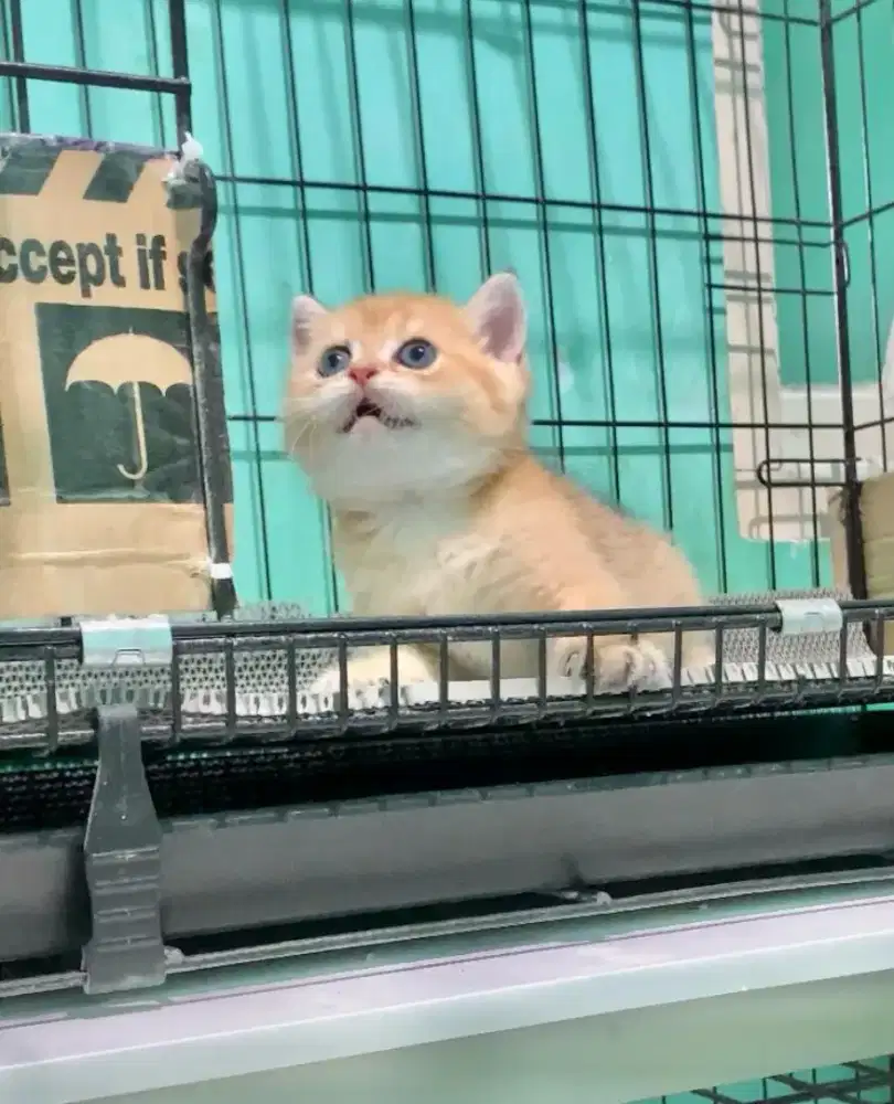 BSH GOLDEN BRITISH SHORTHAIR GOLDEN