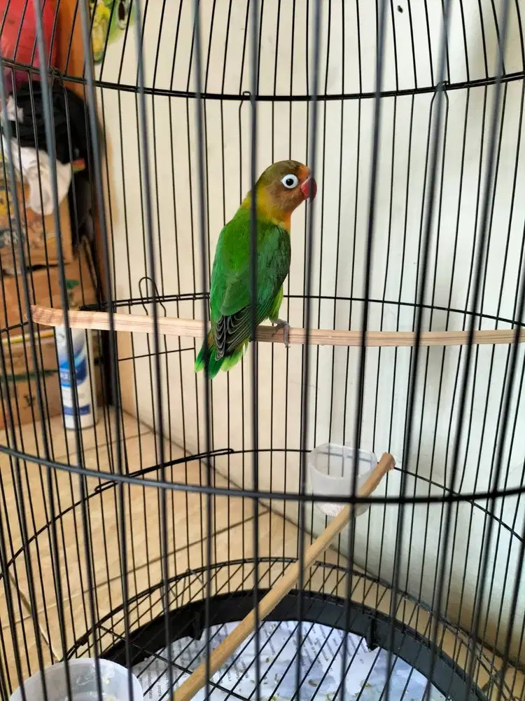 Lovebird ijo sehat