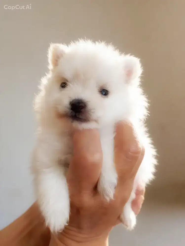 Minipom betina no stb