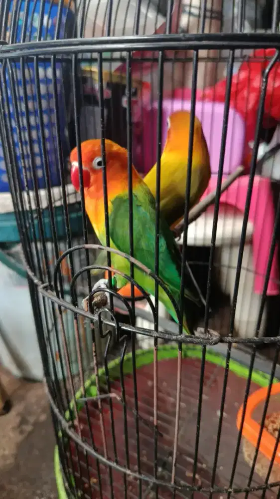 LoveBird dan Aksesoris