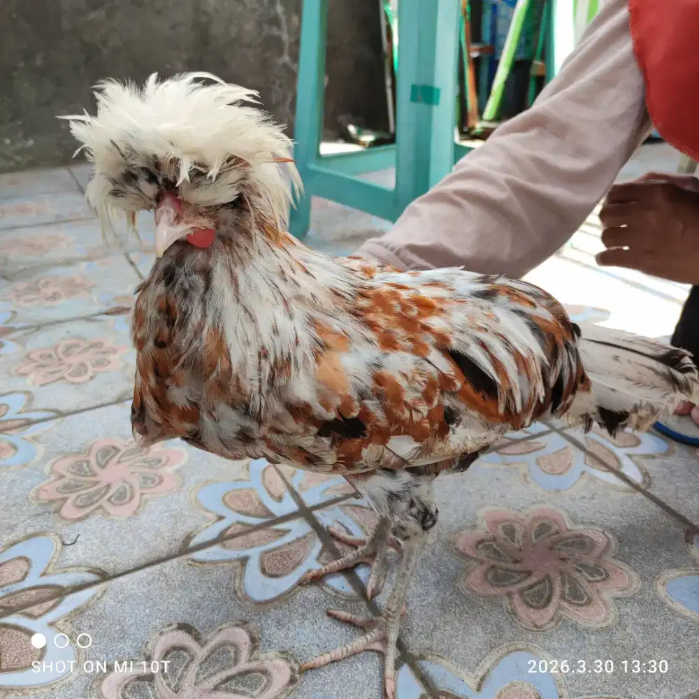 Ayam Hias Poland Usia 3,5 Bulan