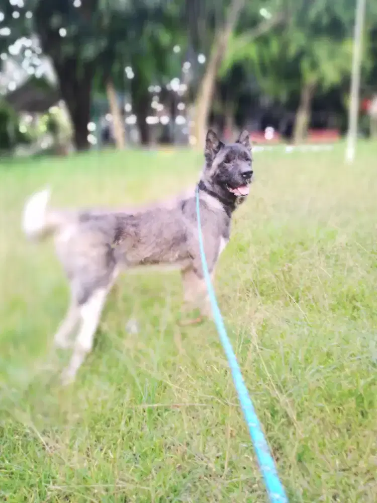 AMERICAN AKITA indukan import .Male /jntan karakter bagus