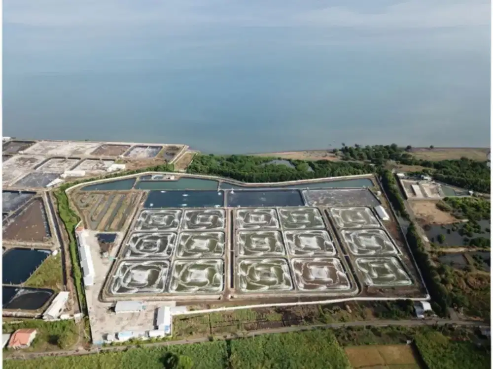 Tambak Udang Situbondo STRATEGIS MURAH