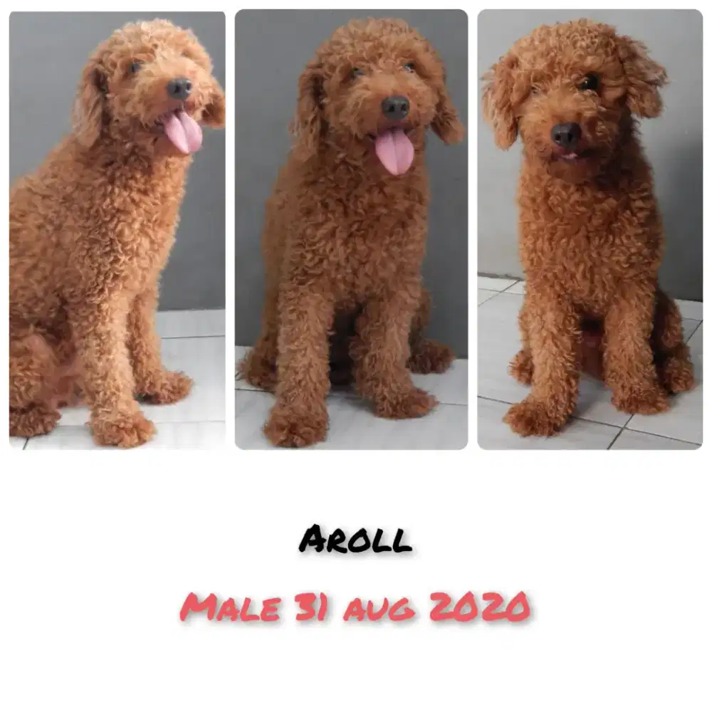 Poodle Jantan Stambum