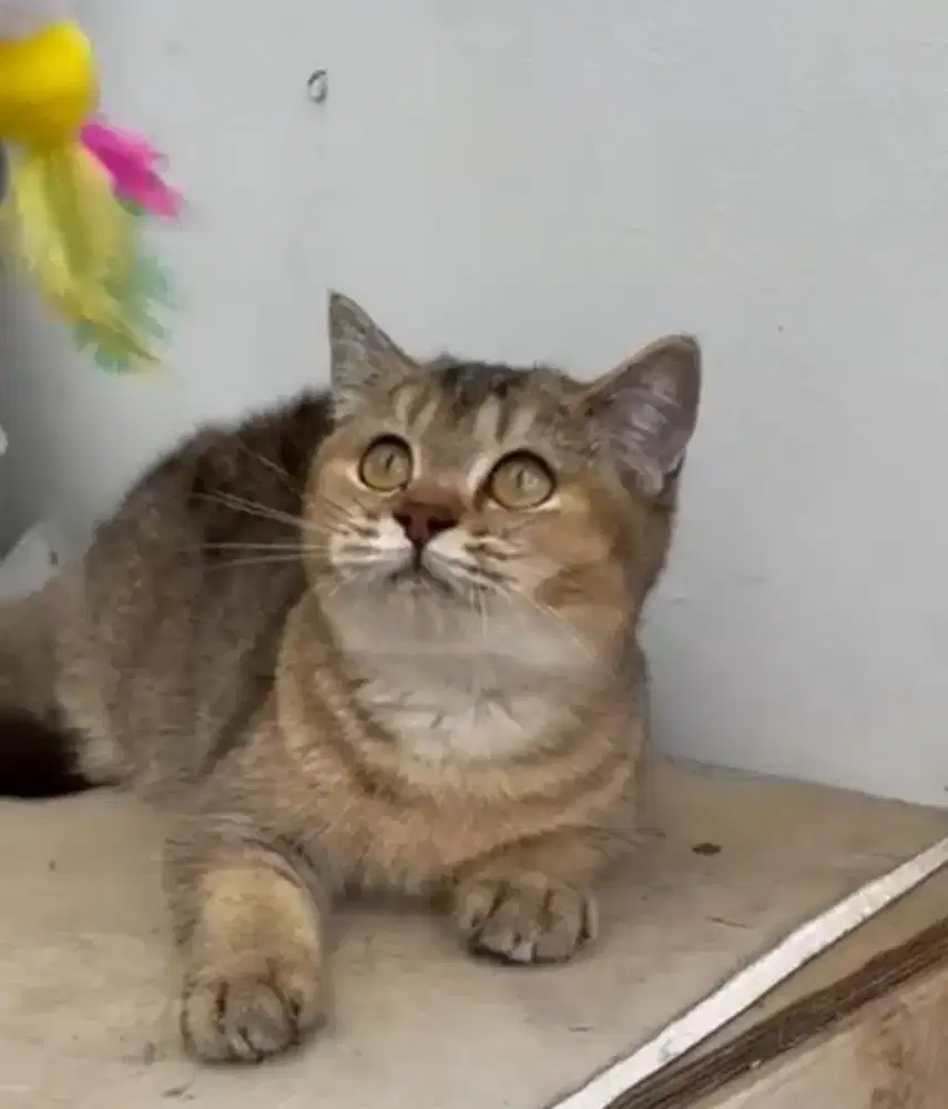 BSH Golden Ny25 Female