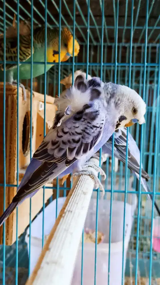 Pasangan produksi parkit Hagoromo