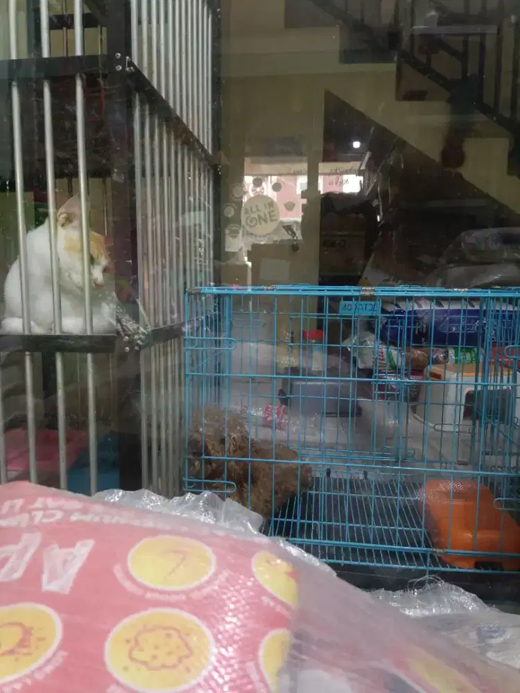 Dicari Pramuniaga + Groomer