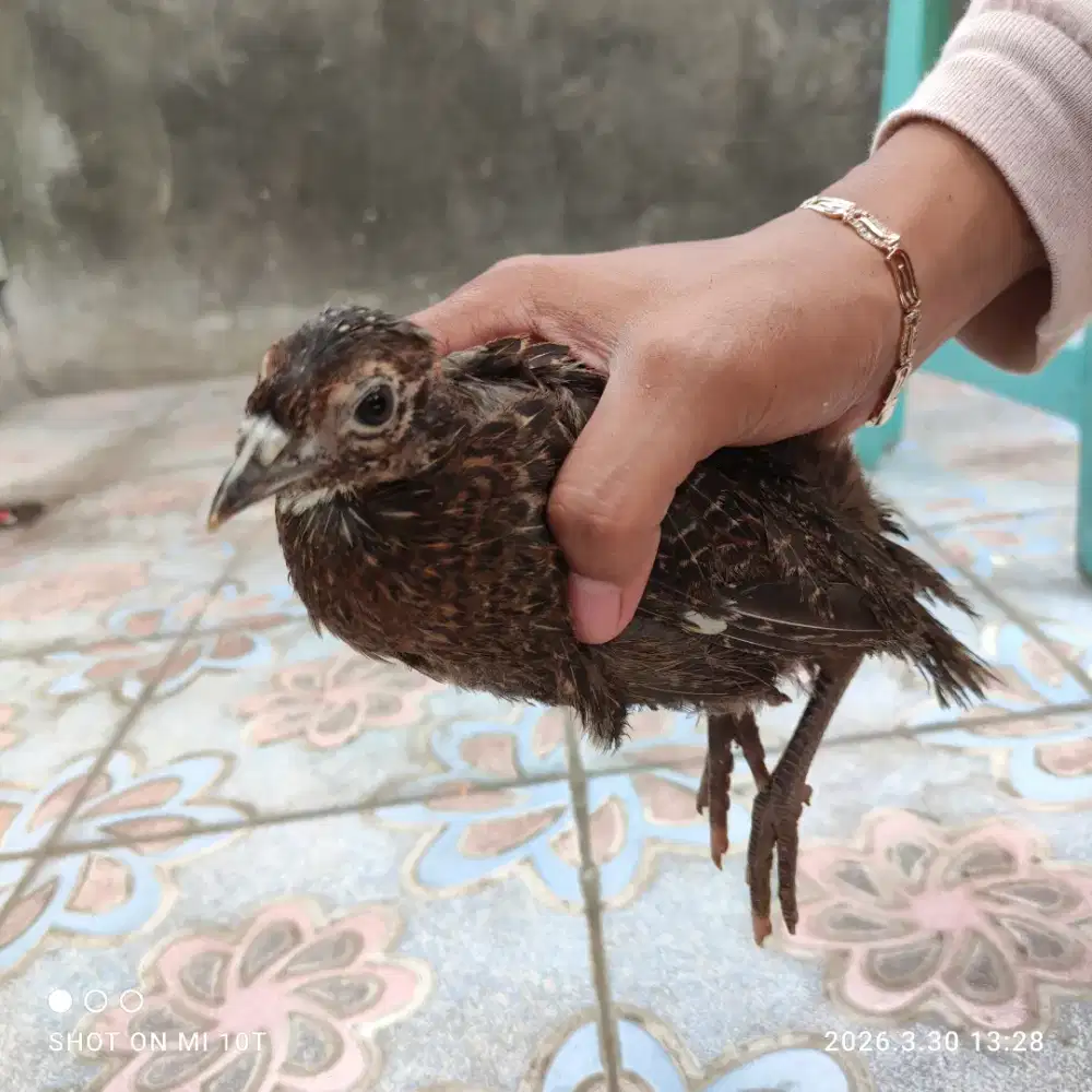 Ayam Hias Ringneck Pheasant Hijau