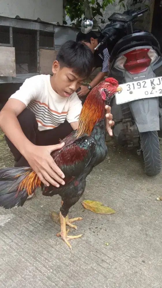 Ayam Pama Umur 8 Bulan