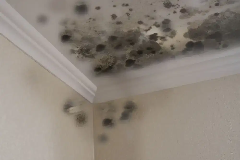 Perbaikan Atap Bocor,Talang Air,Dak Rembes dan Renovasi