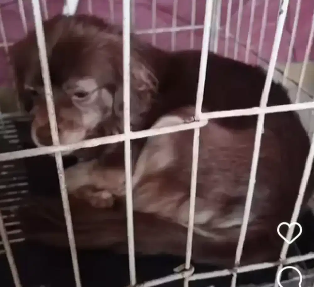 Jual anjing betina ras pudel mix shih zhu