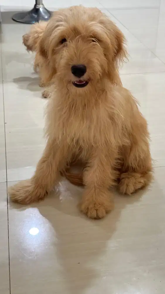 Anjing golden retriever Jantan