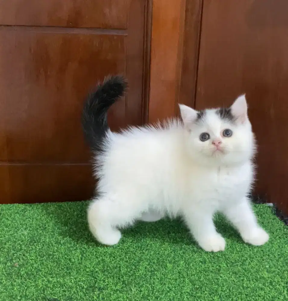 kucing bulu pendek betina kitten