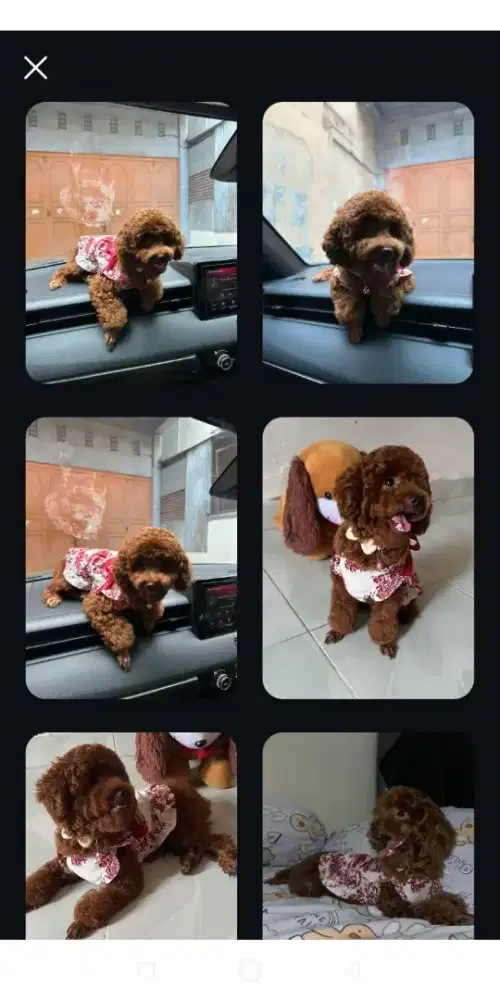 Anjing pudel mini