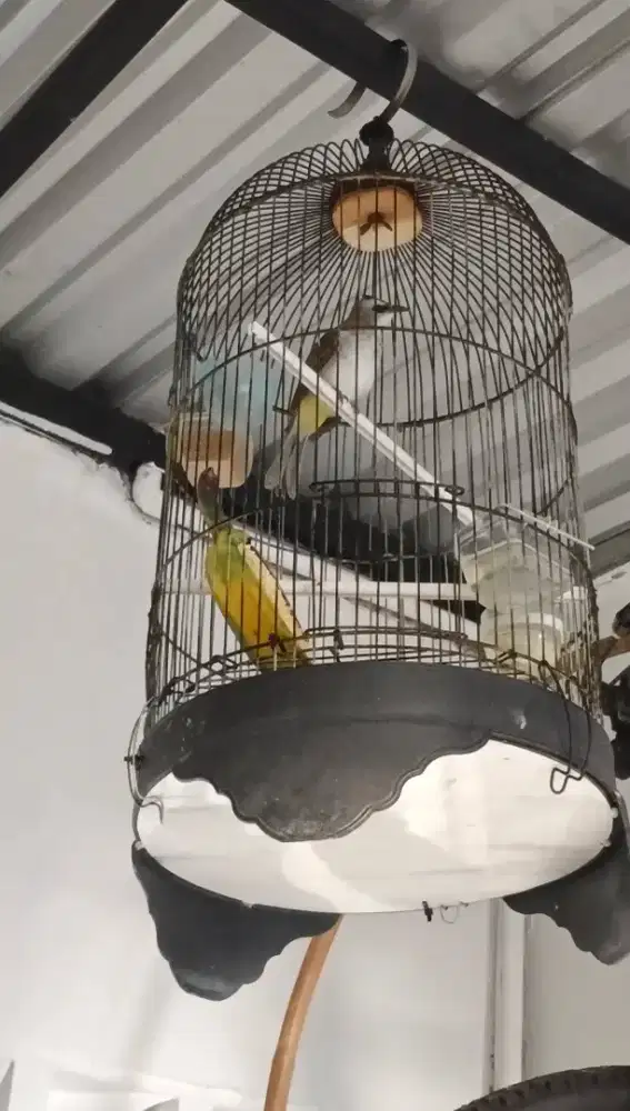 Trucukan rajin garuda