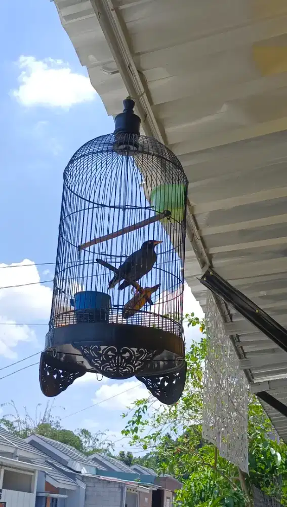 Jalak kebo super gacor