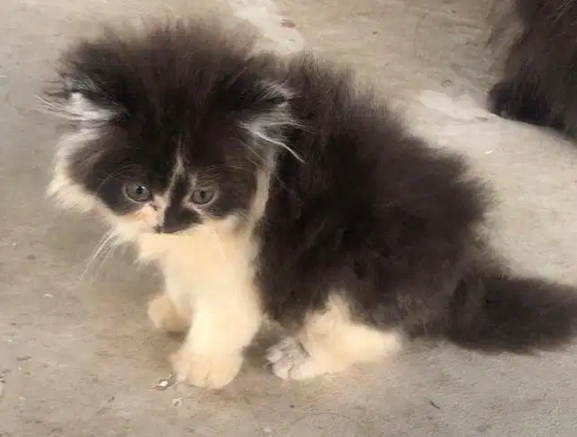 Kitten keturunan persia