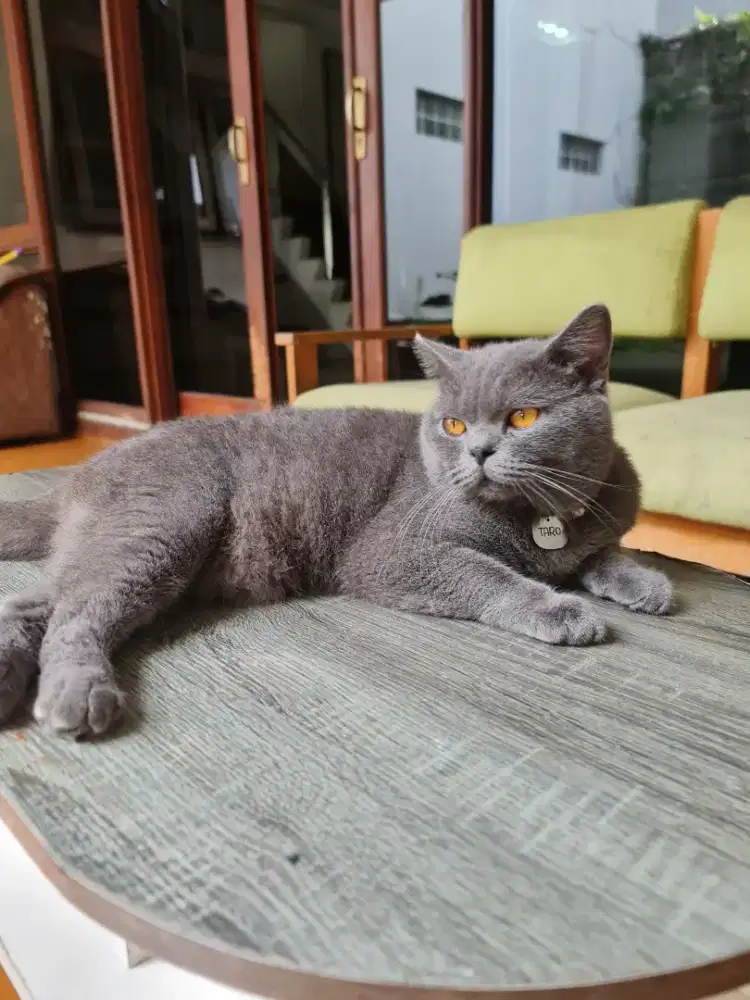 British Short Hair ( BSH ) Blue Jantan