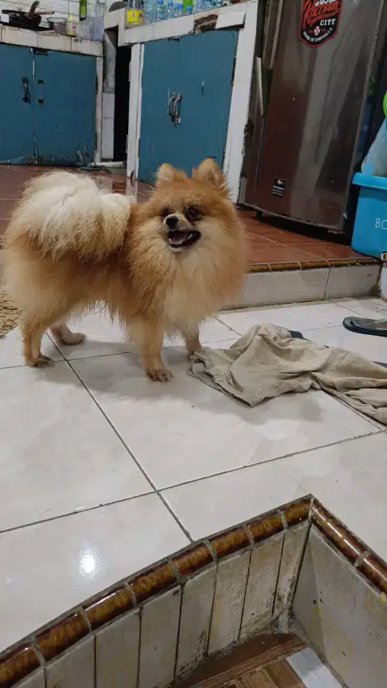 Minipom anjing kecil