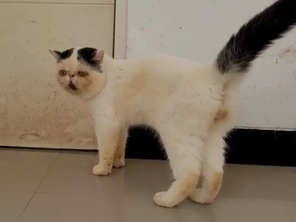 (Gojek/SIDOARJO) KUCING EXOTIC JANTAN 3 TAHUN