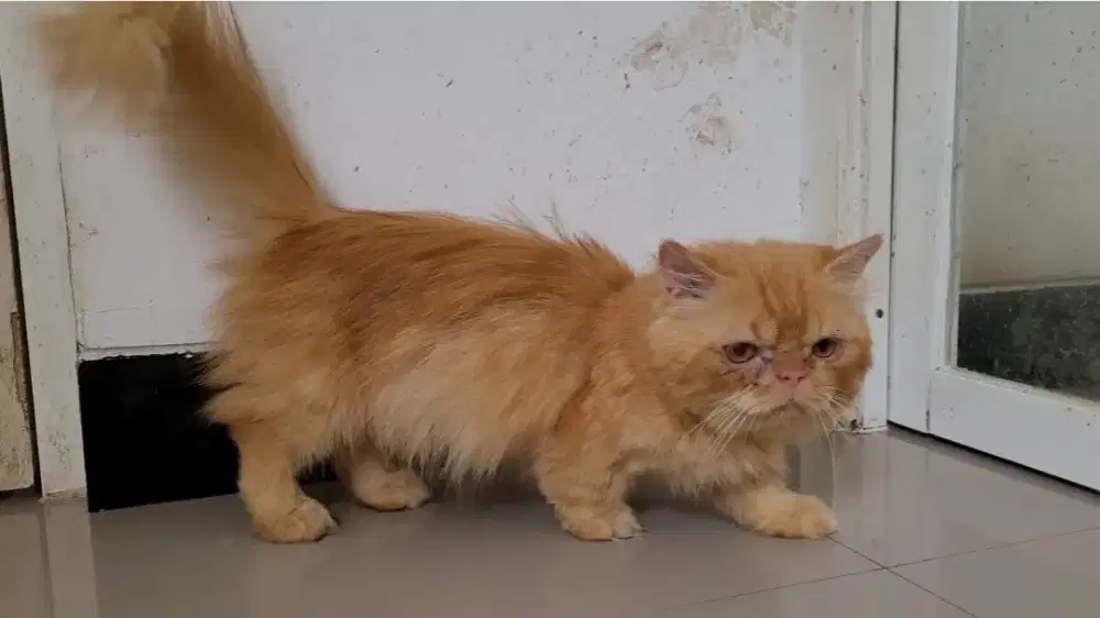 (Gojek/SIDOARJO) KUCING MUNCHKIN JANTAN 1,5 TAHUN