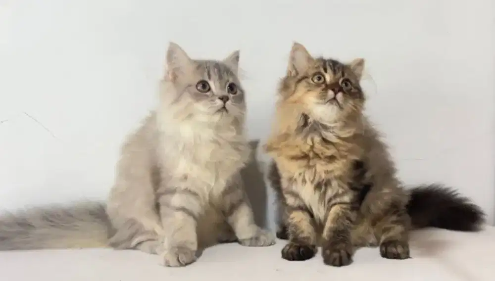 British Long Hair murmer