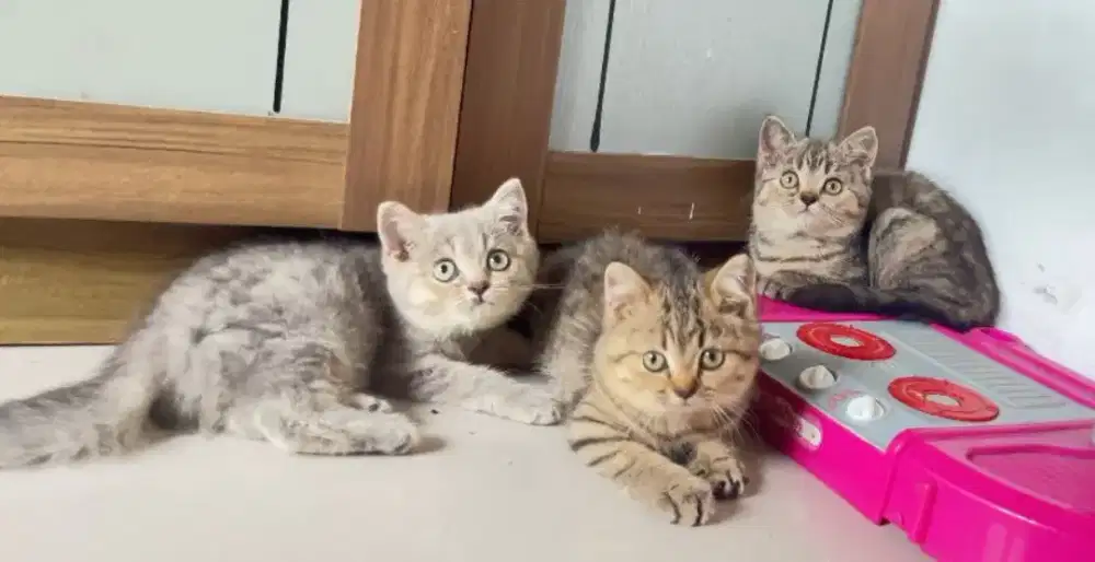 British Short Hair BSH murmer