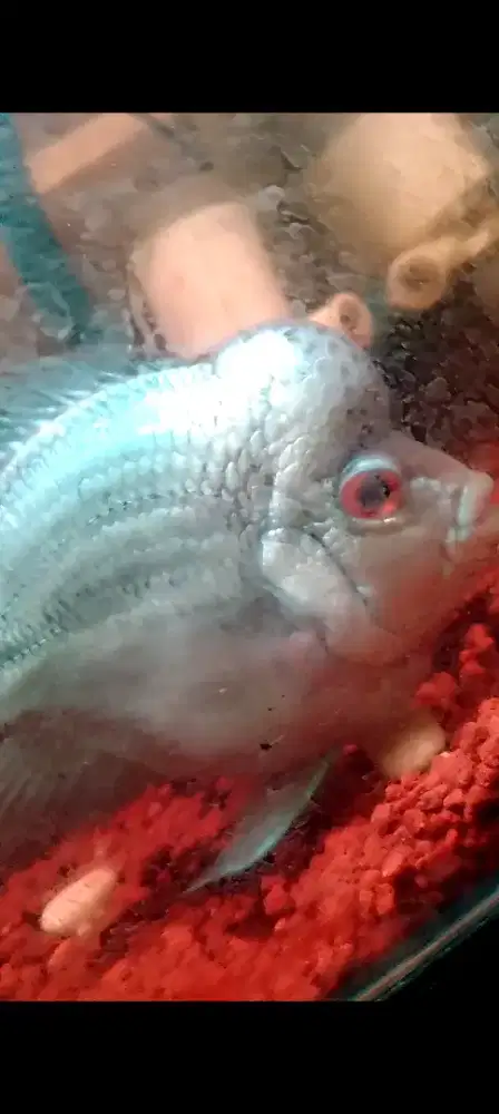 Ikan lohan Thaisilk 4 jarian