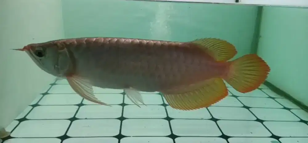 Arwana Super Red 37cm