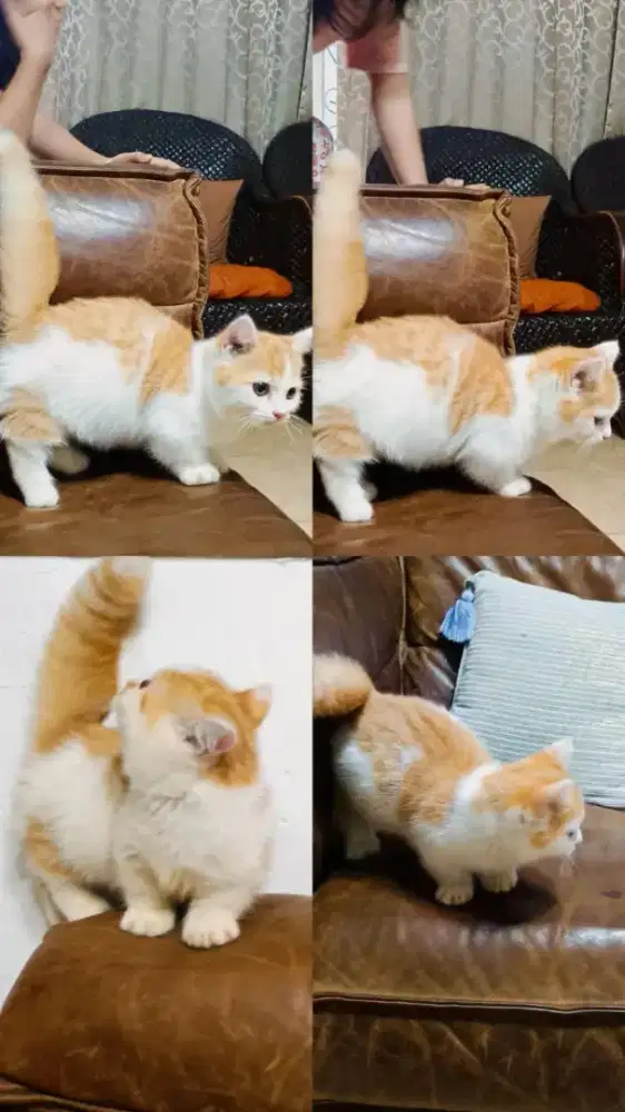 KUCING MUNCHKIN JANTAN 2.5 BULAN