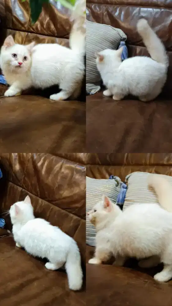 KUCING MUNCHKIN JANTAN 3 BULAN