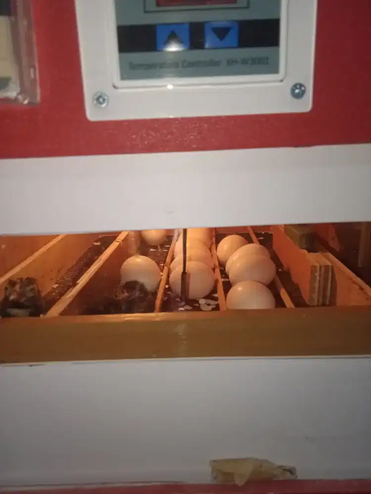 Mesin tetas telur full otomatis