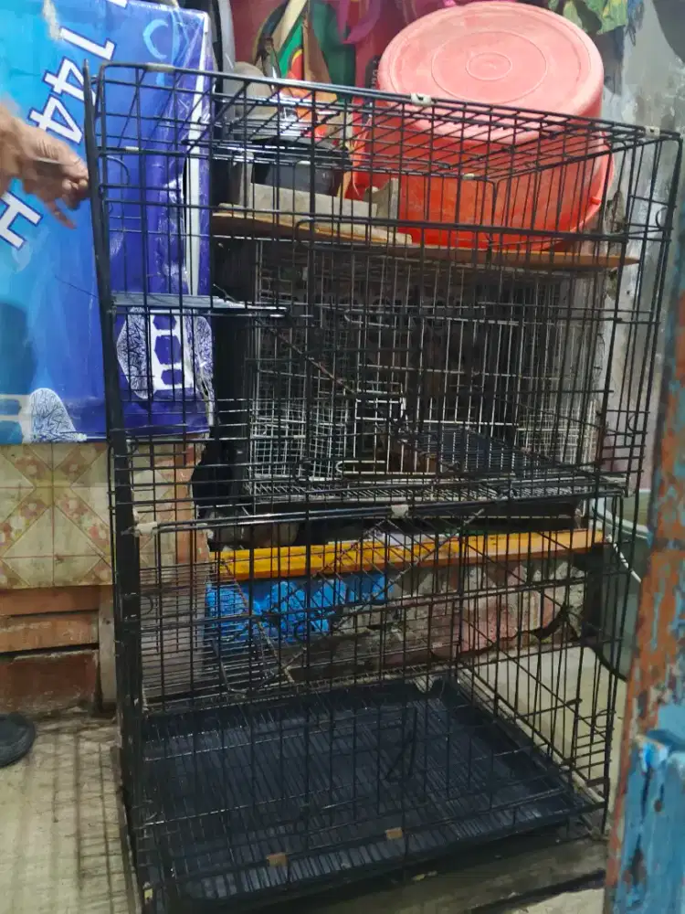 Kandang kucing 3