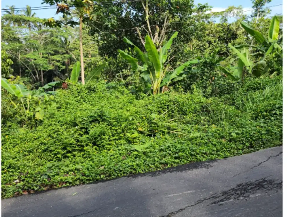 Tanah 6 Are di Tegalalang Ubud - Thumbnail 2