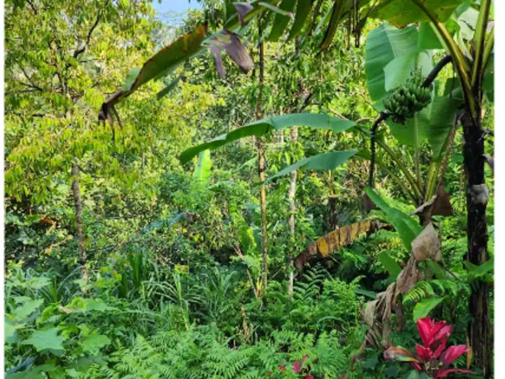 Tanah 6 Are di Tegalalang Ubud - Thumbnail 5