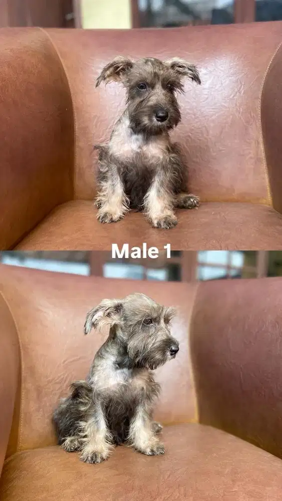 ANAK ANJING SCHNAUZER
