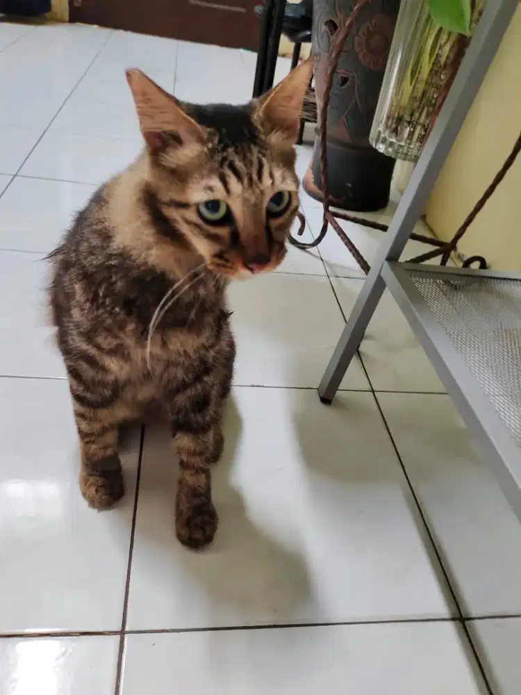 Kucing Maine Coon dewasa