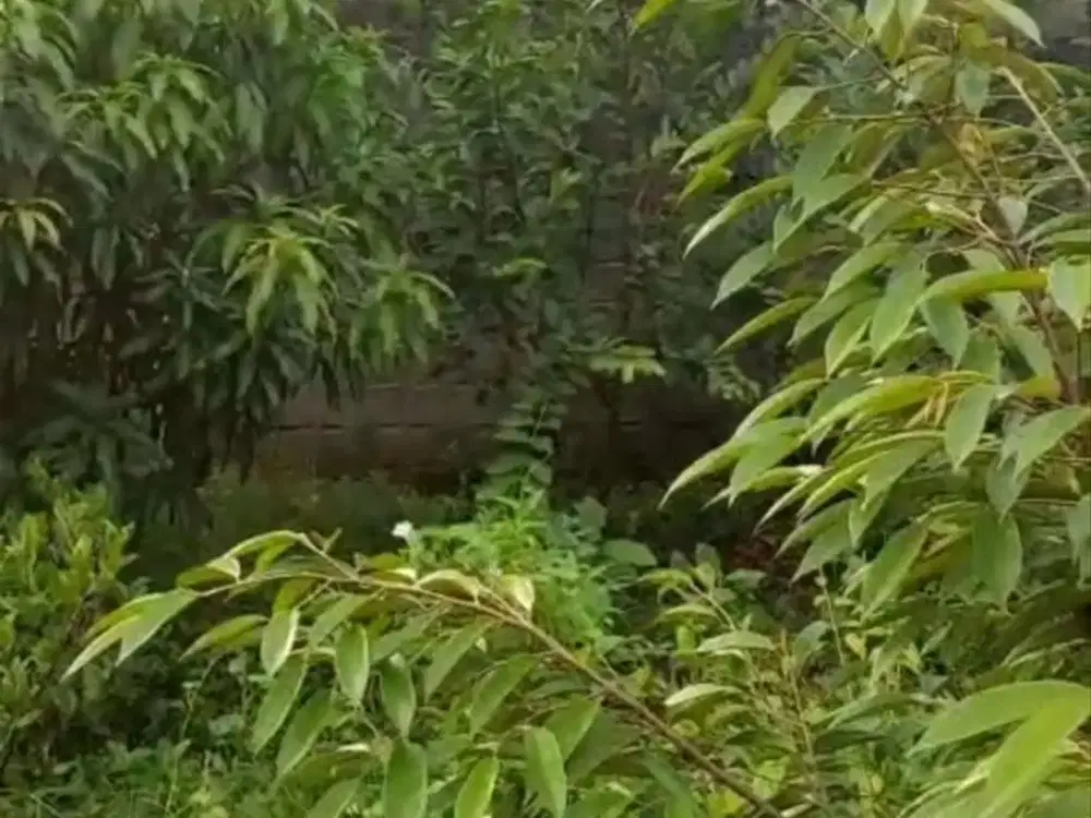 Dijual Tanah SHM 500M2 di Kp Bunut, Cikupa By Rumah Chinida (Rt)